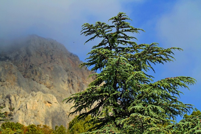 гималайский